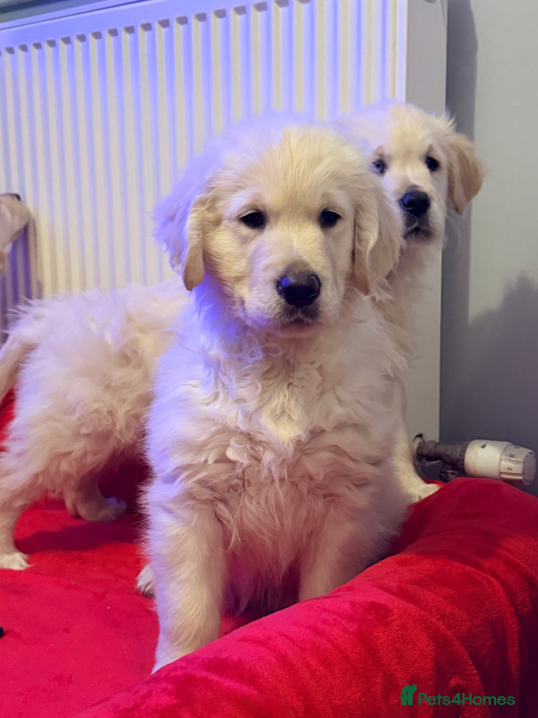 Golden Retriever dogs for sale: Fluffy Bears ready to go. Xx - Advert 16