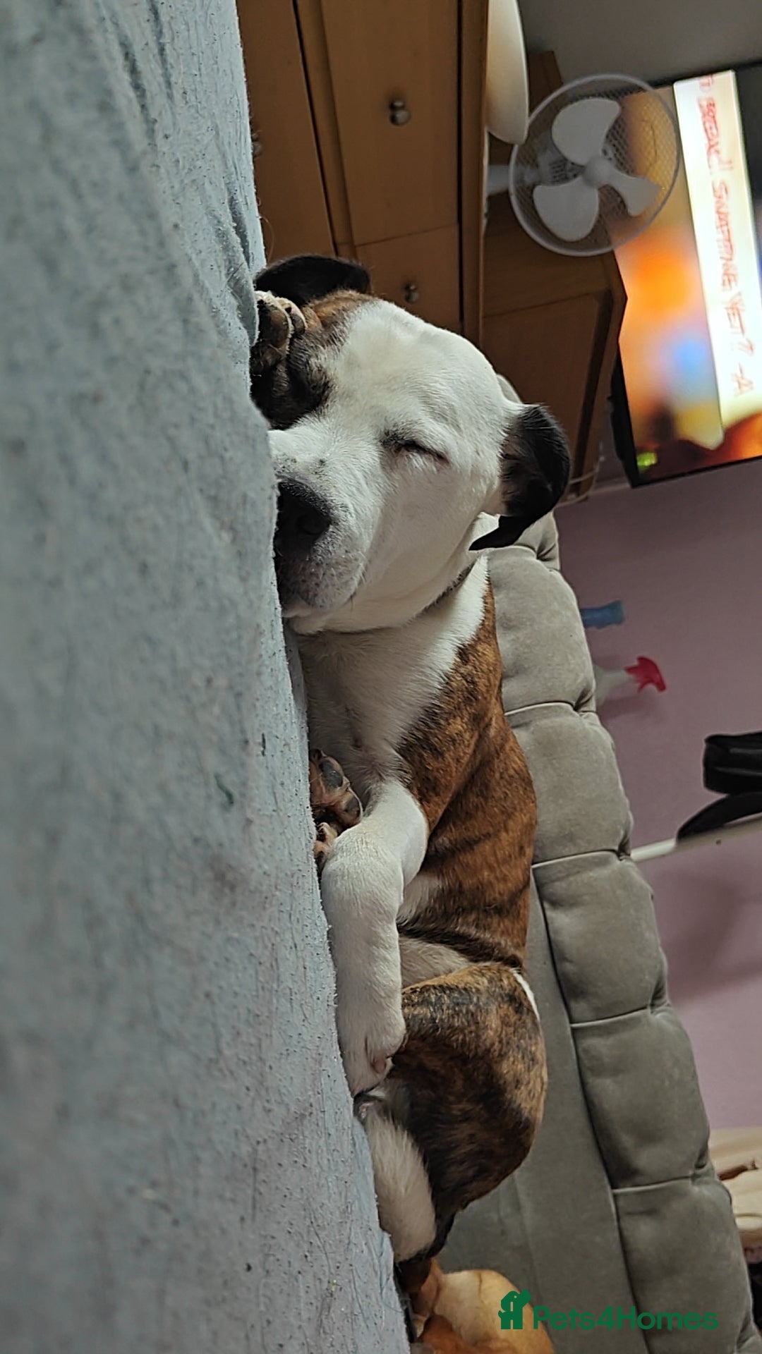 Mixed Breed dogs for sale: Mixed breed male dog - Advert 5