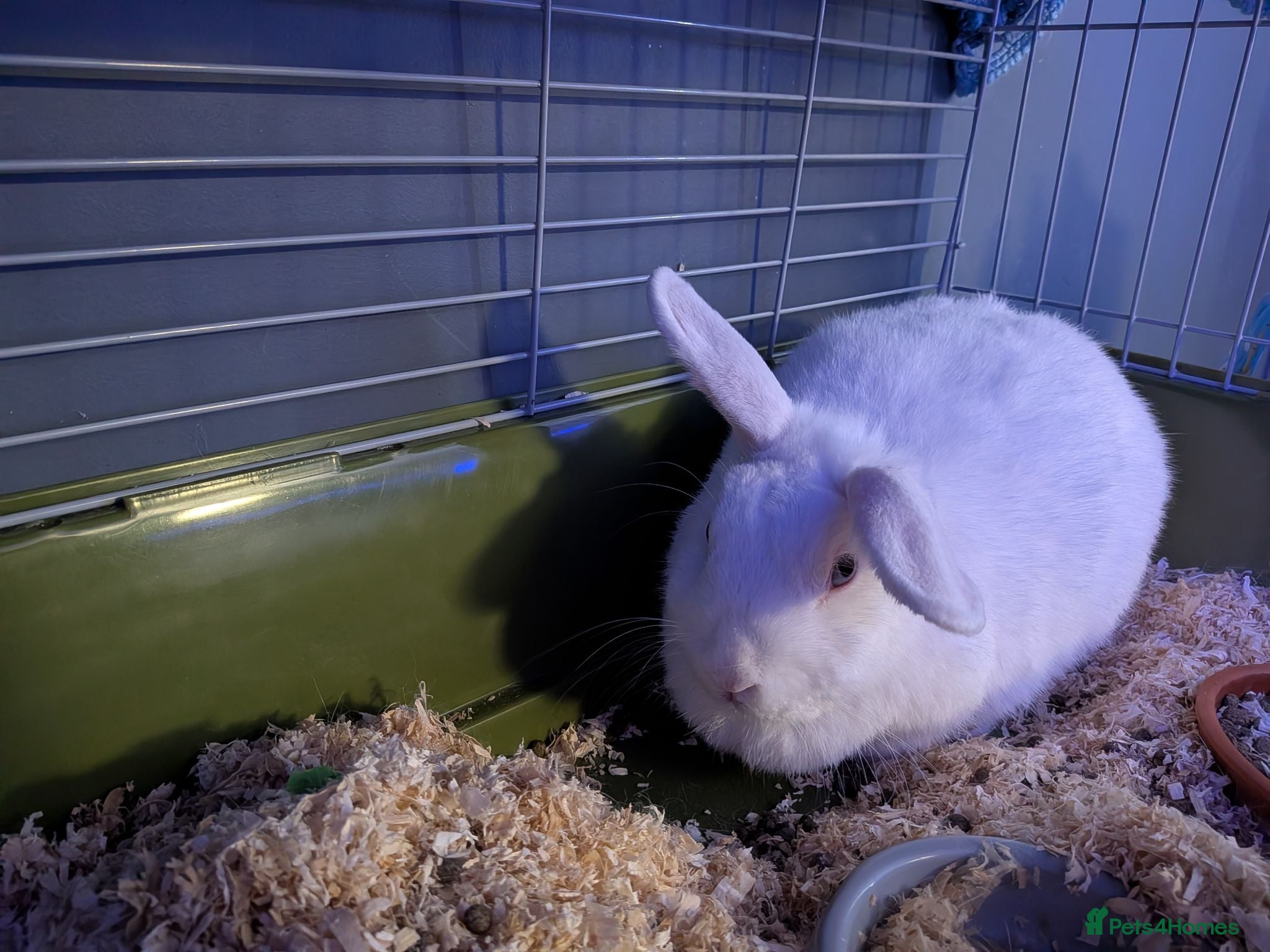 Mini Lop rabbits Lop eared rabbit - Advert 2