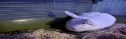 Mini Lop rabbits for sale: Lop eared rabbit in Saint Austell - Advert 2