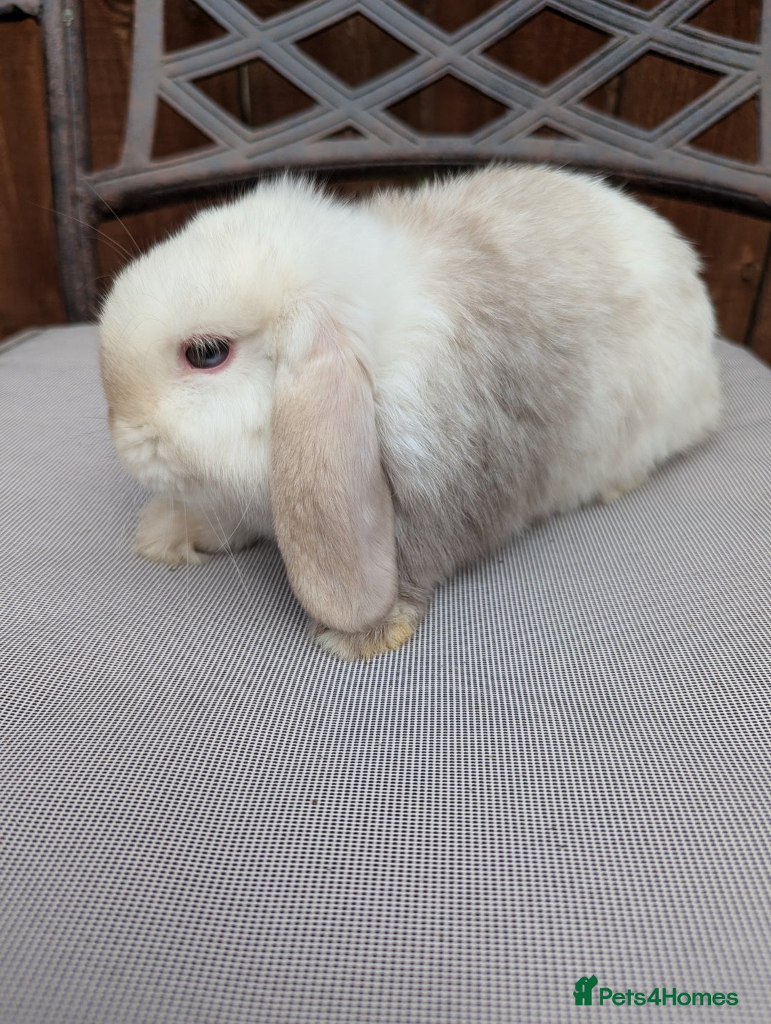Mini Lop rabbits for sale: Mini lops baby rabbits for sale  - Image 5