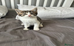 Mixed Breed cats for sale: Female kitty for sale - ready to leave  - Image 12