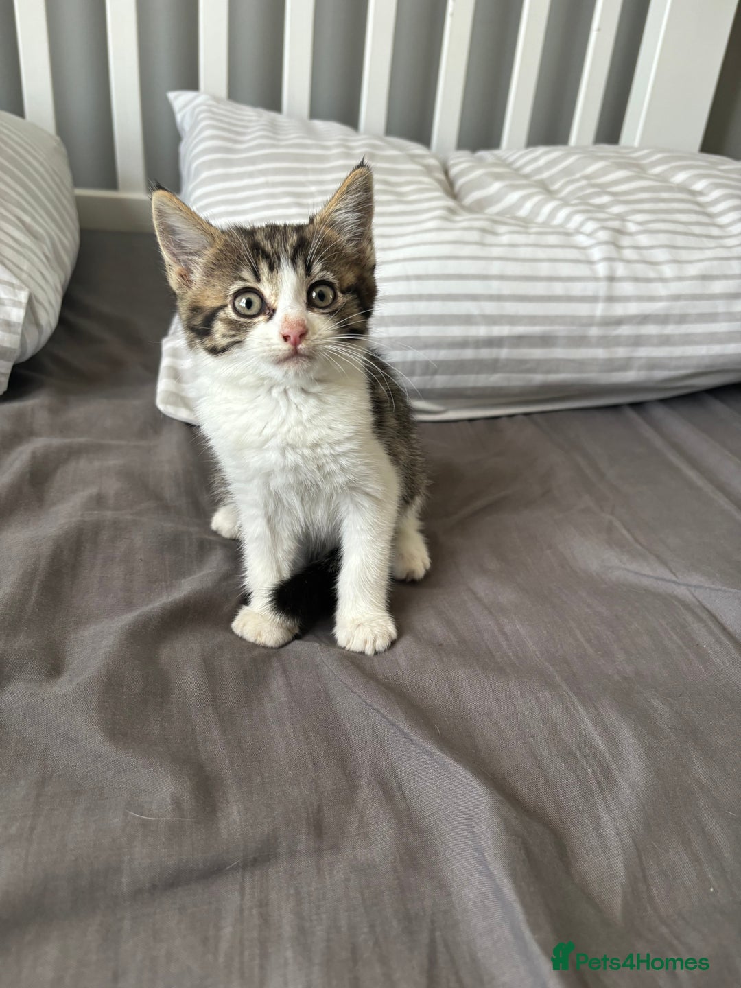 Mixed Breed cats for sale: Female kitty for sale - ready to leave  - Image 12