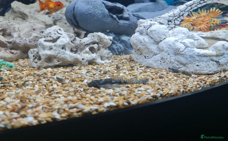 Plecos fish - Advert 1