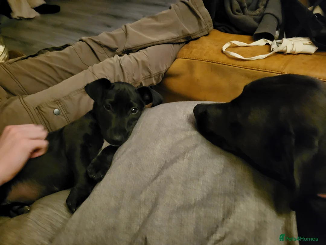 Mixed Breed dogs for sale: Ollie - Advert 15