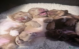 Mixed Breed dogs for sale: Adorable Daschund x spaniel pups  - Advert 14