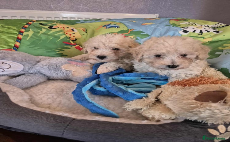 Poochon dogs - Advert 1