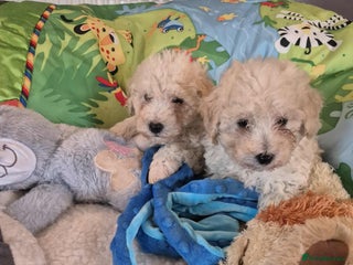 Poochon dogs - Advert 3