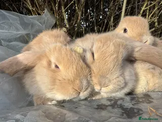 French Lop rabbits 💛 Cream French Lop Babies from Sweet Pea Rabbitry - Advert 2
