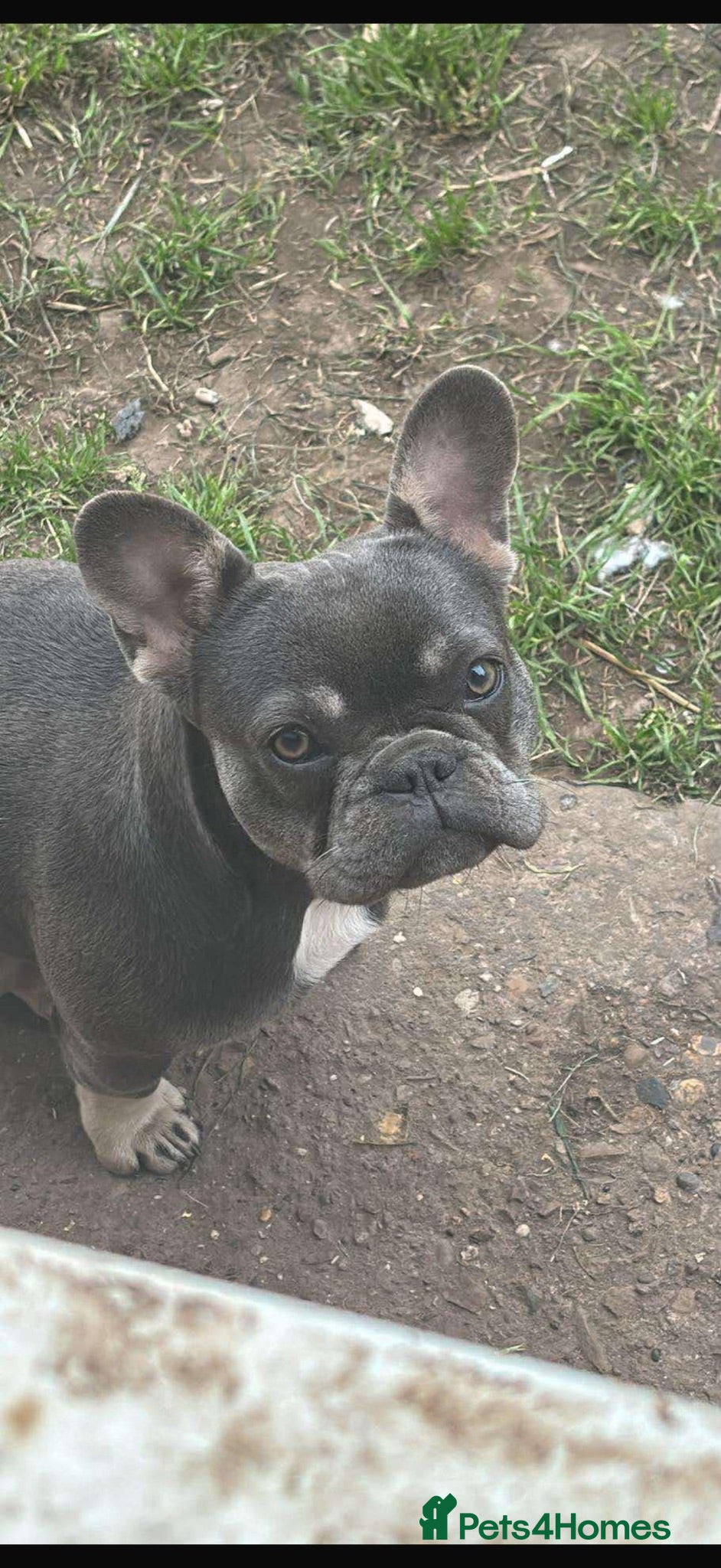 French Bulldog dogs 2 male pups for sale  - Advert 2