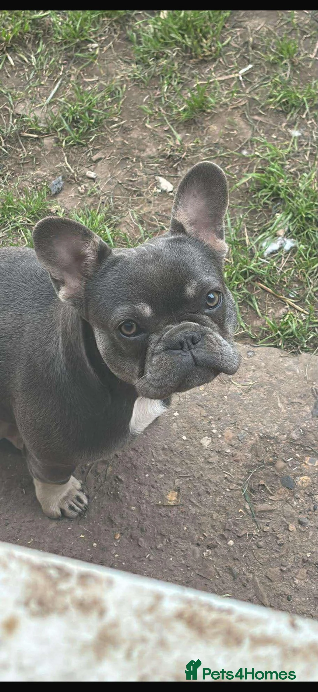 French Bulldog dogs for sale: 2 male pups for sale  - Advert 1