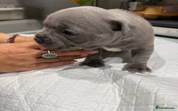 Staffordshire Bull Terrier dogs for sale: Adorable Blue Staffordshire Bull Terrier Puppies - Image 1