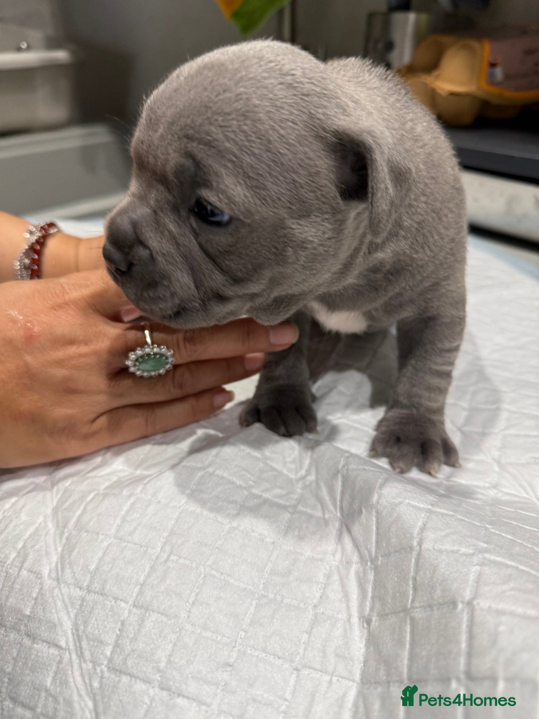 Staffordshire Bull Terrier dogs for sale: Adorable Blue Staffordshire Bull Terrier Puppies - Image 1