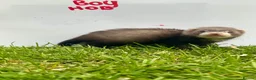 Ferret rodents for sale:     Baby Ferrets – Boys & Girls Available - Advert 3