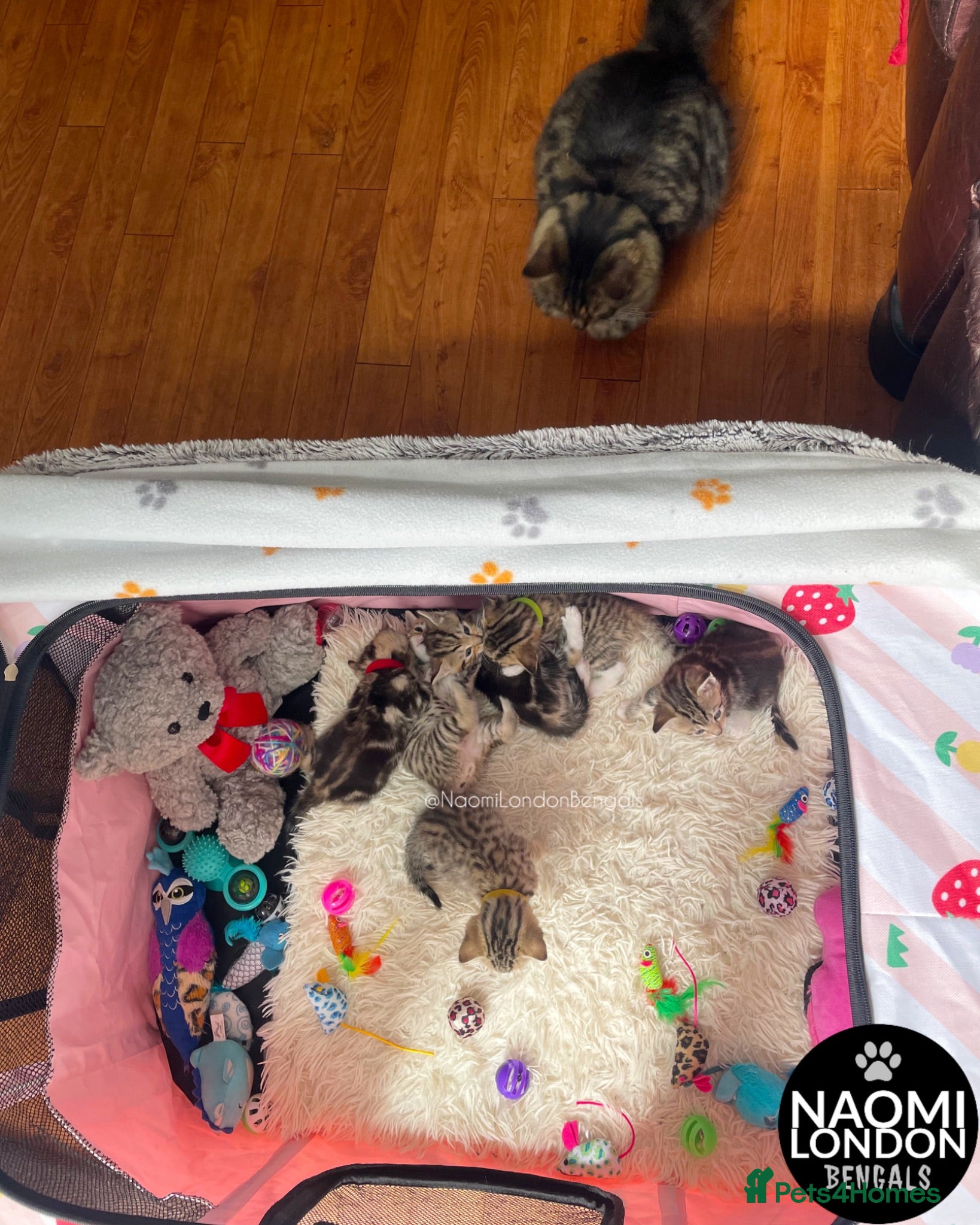 Bengal cats 🌈 BENGAL KITTENS 🌈 ⭐️⭐️⭐️⭐️⭐️ - Advert 2