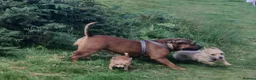 Mixed Breed dogs for sale: Mix breed dog needs a new home in Portsmouth - Advert 4