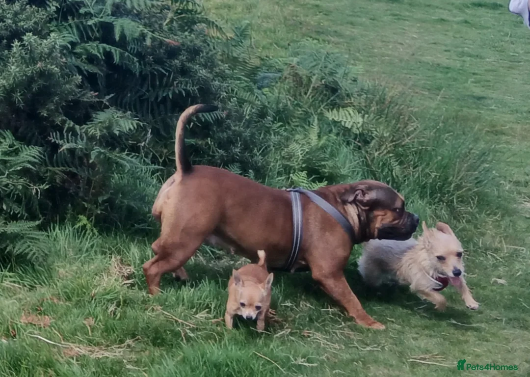 Mixed Breed dogs for sale: Mix breed dog needs a new home in Portsmouth - Advert 4