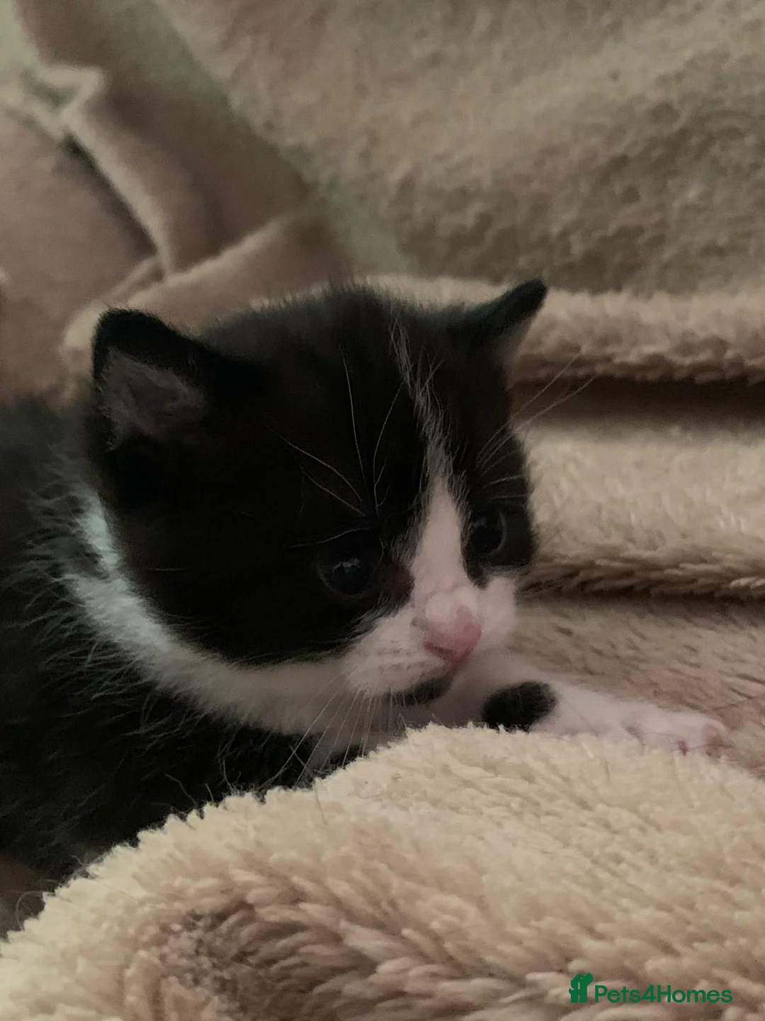Ragdoll cats for sale: Kitten from loving country cottage home  - Advert 4
