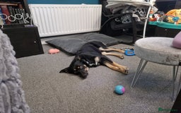 Mixed Breed dogs for sale: Collie x rottie beautiful boy - Image 5