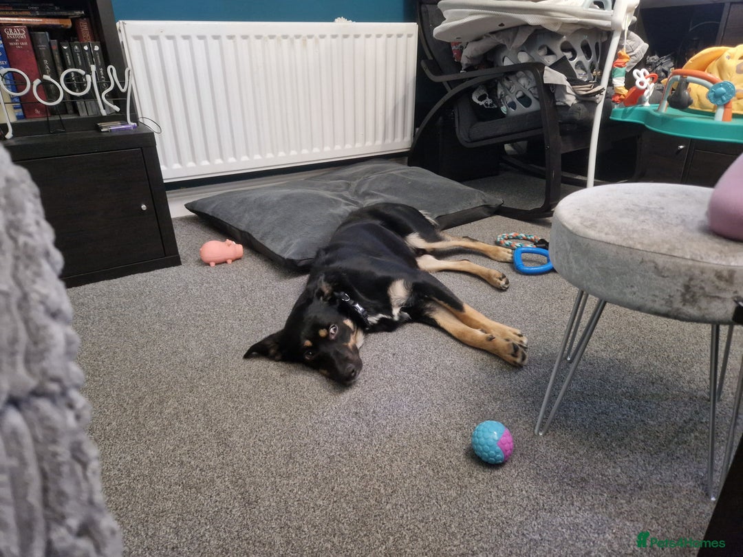 Mixed Breed dogs for sale: Collie x rottie beautiful boy - Image 5