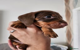 Miniature Dachshund dogs for sale: Mini choc and tan dachshund puppies in Congleton - Image 14