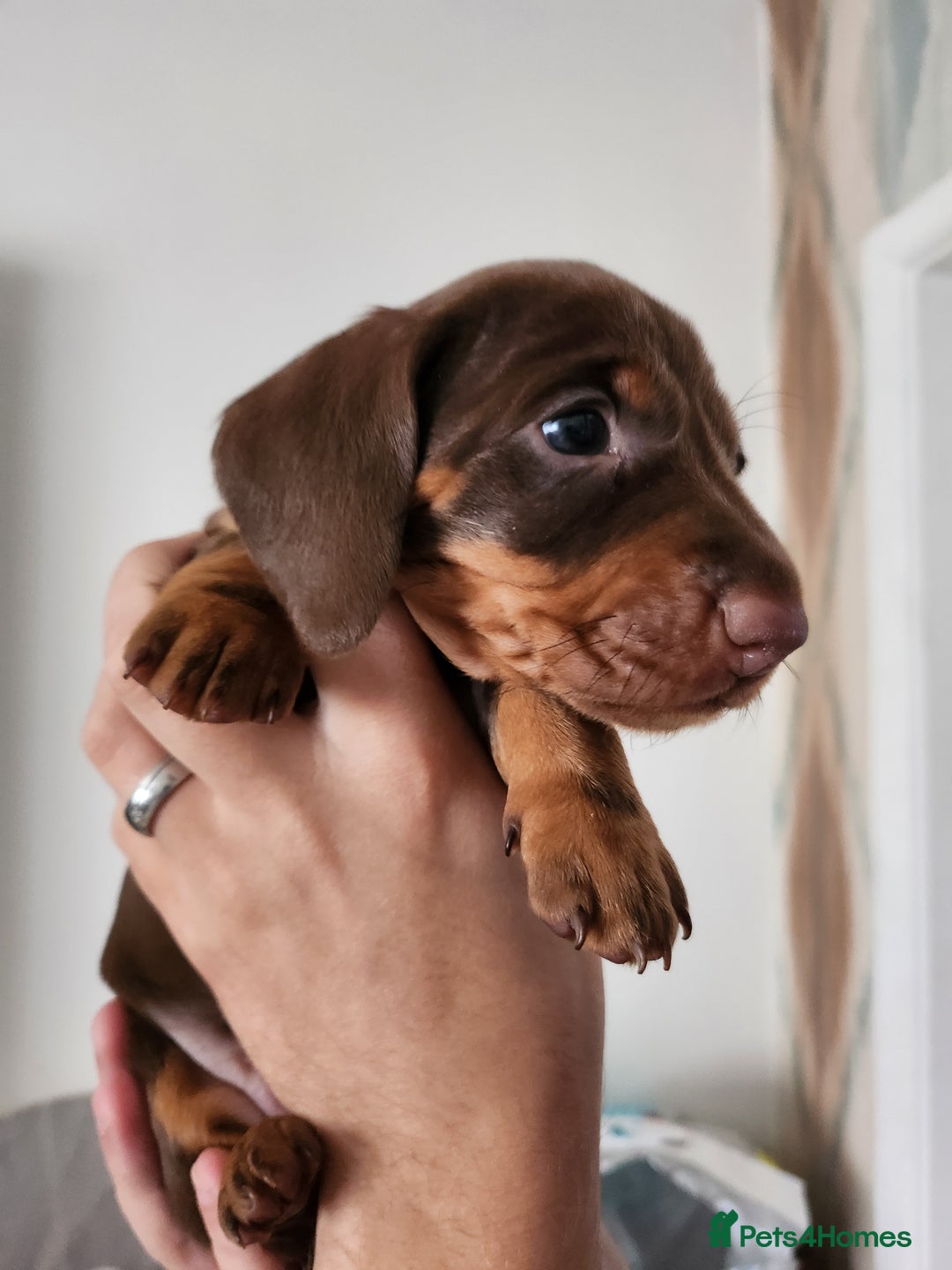 Miniature Dachshund dogs for sale: Mini choc and tan dachshund puppies in Congleton - Image 14