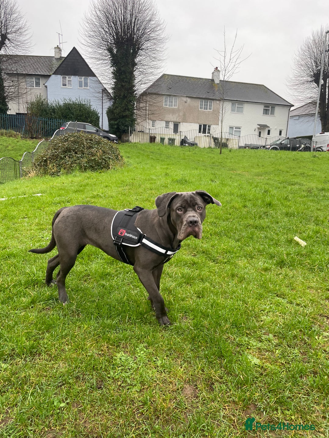 Cane Corso dogs for sale: Coco The Cane Corso - Image 2