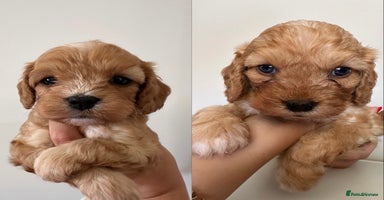 Cavapoo dogs - Advert 1