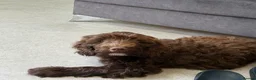 Sproodle dogs for sale: Two beautiful male sproodles  - Advert 5