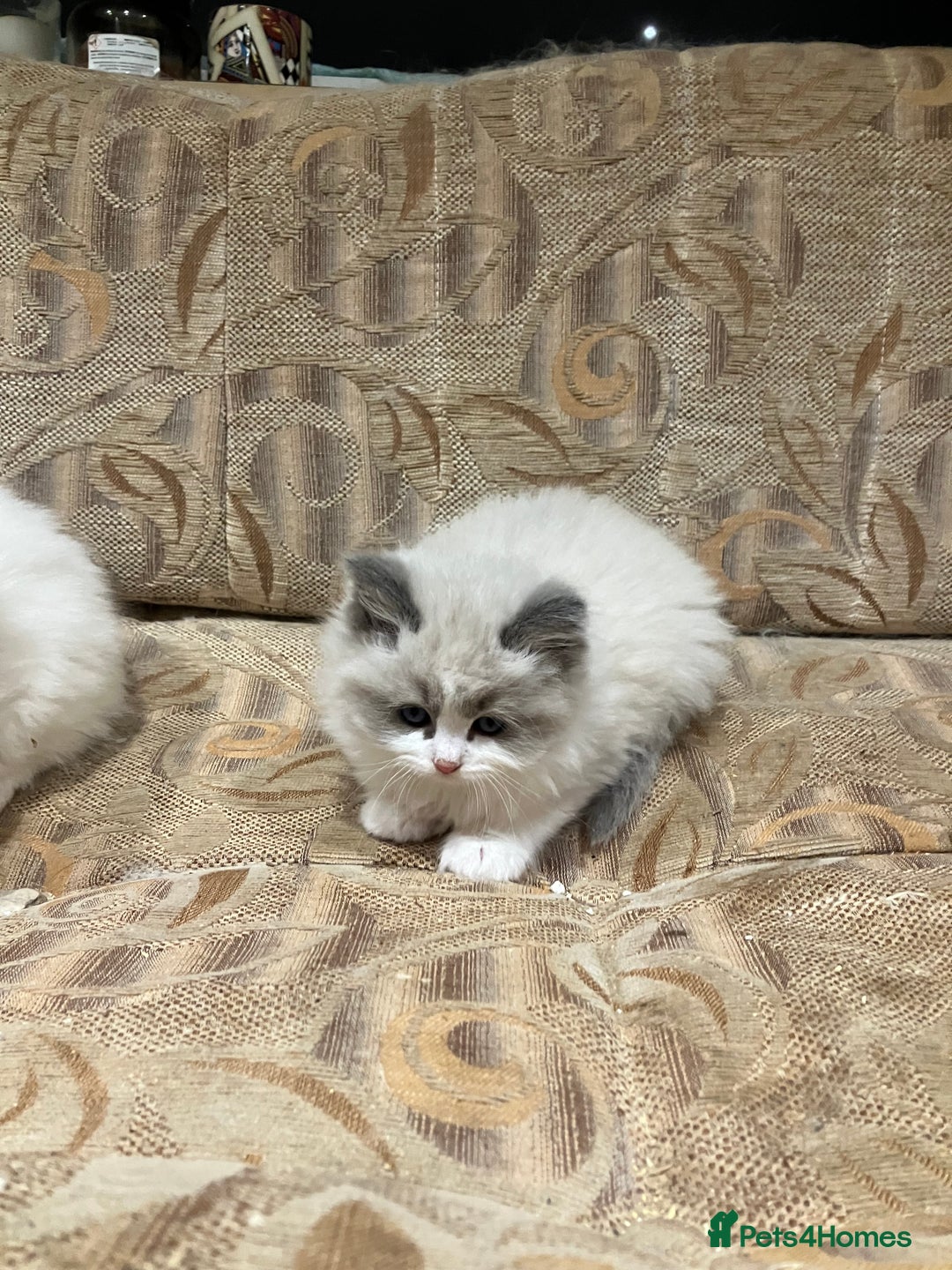 Ragdoll cats for sale: Stunning pure Ragdolls  - Advert 12