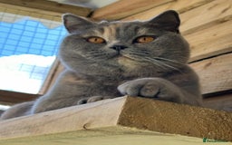 British Shorthair cats for sale: Retired girl - Image 3