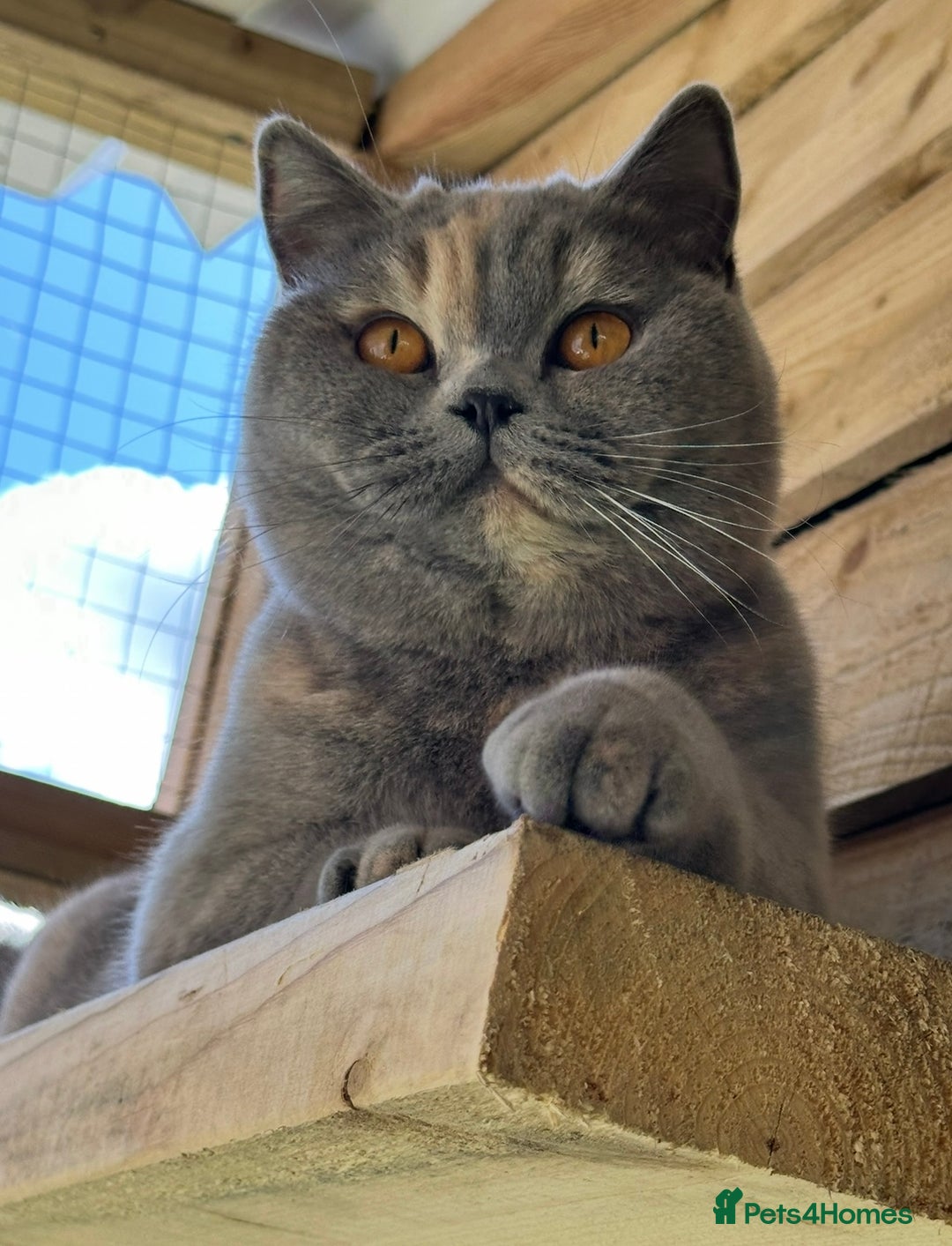 British Shorthair cats for sale: Retired girl - Image 3
