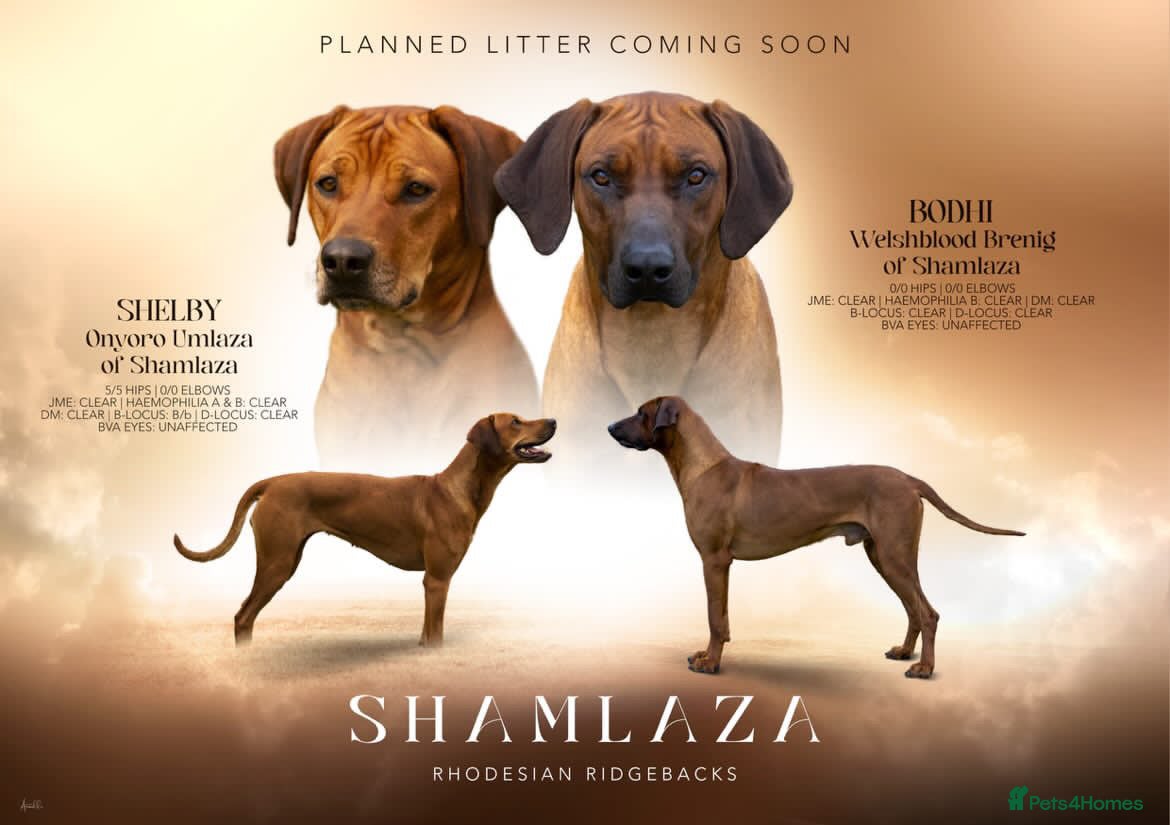 Rhodesian Ridgeback dogs KC Rhodesian Ridgebacks: Fully Health Tested! - Advert 4