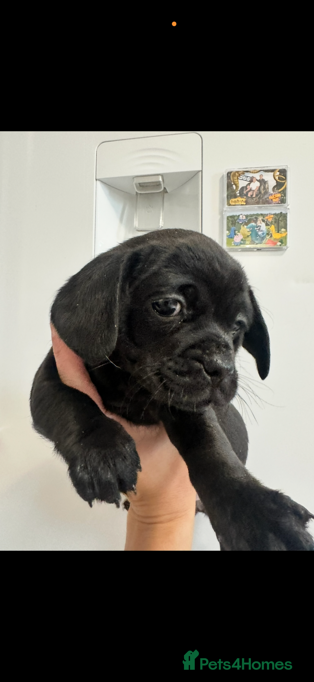 Mixed Breed dogs for sale: Pugapoo  - Advert 2