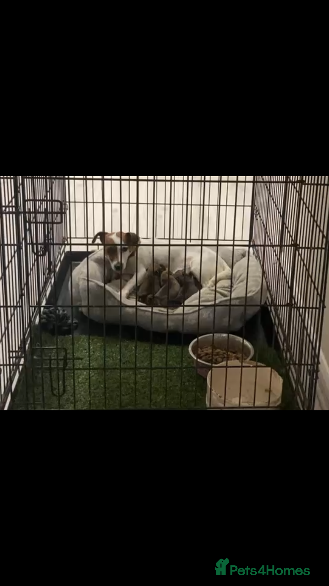 Jack Russell dogs for sale: Boy Jack russell puppies  - Advert 7