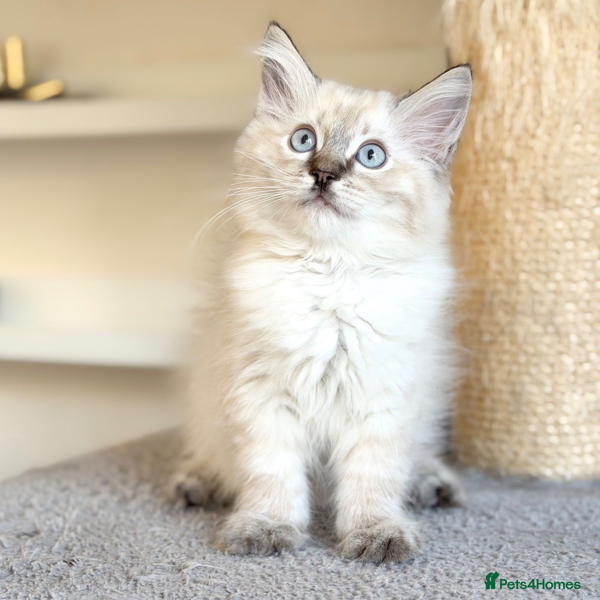 Ragdoll cats Last Boy Left - TICA Registered - Cuddly, Gentle - Advert 1