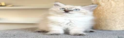 Ragdoll cats for sale: Ready Now - Lap Cat, Cuddly, Affectionate  - Advert 10