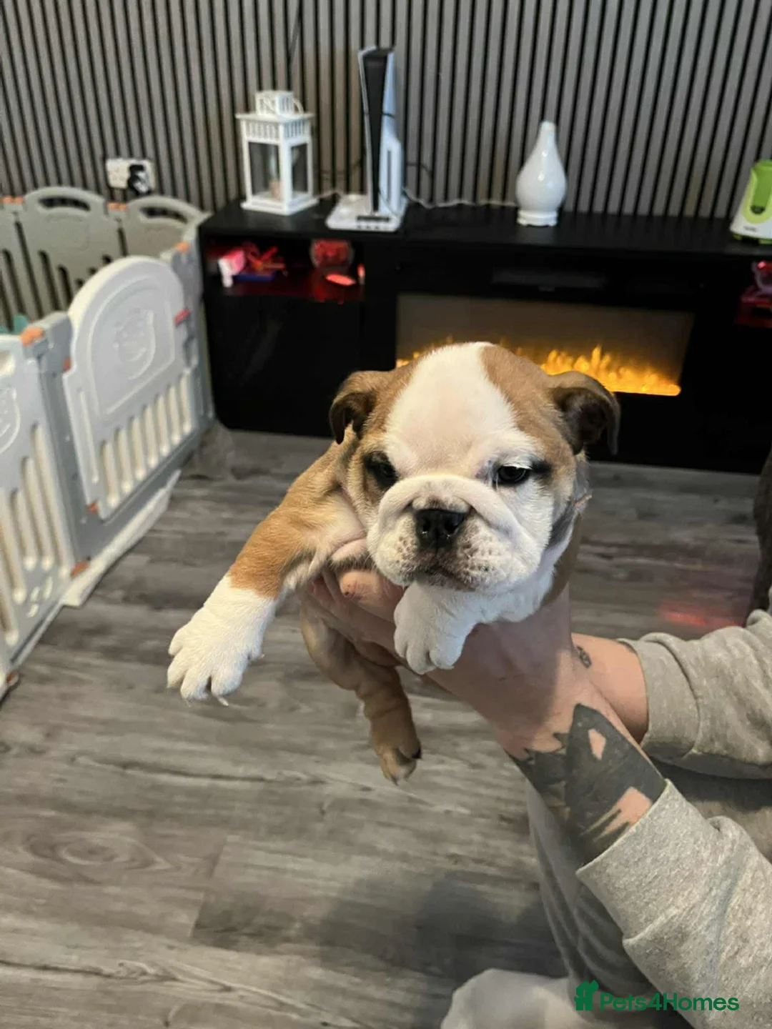 English Bulldog dogs for sale: English bulldog 1 female still available  - Advert 2