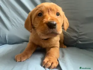 Goldador dogs for sale: READY! Fox Red Golden Retriever X Labrador pups 🧡 - Advert 1