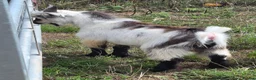Goats livestock for sale: Mr T - the super cool castrated pygmy goat - Advert 3