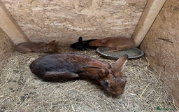 Belgian Hares rabbits for sale: 5 baby belgian hares - Image 1
