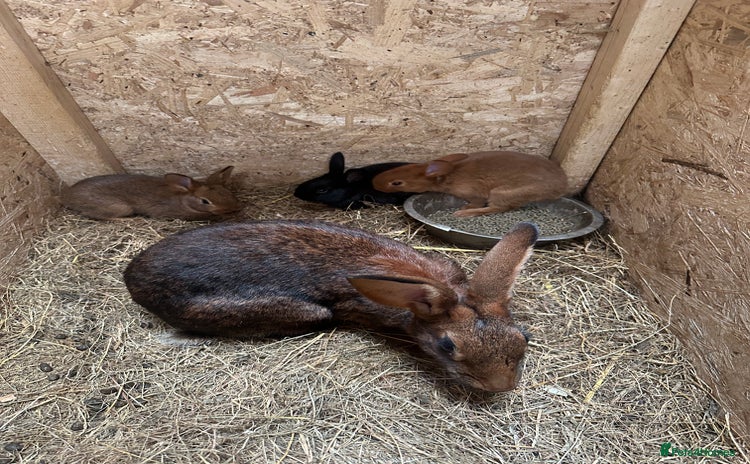 Belgian Hares rabbits - Advert 1