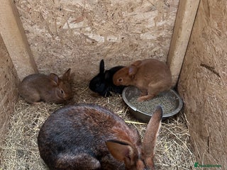 Belgian Hares rabbits - Advert 6