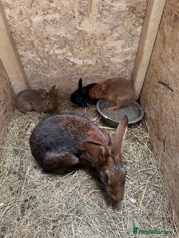 Belgian Hares rabbits - Advert 2