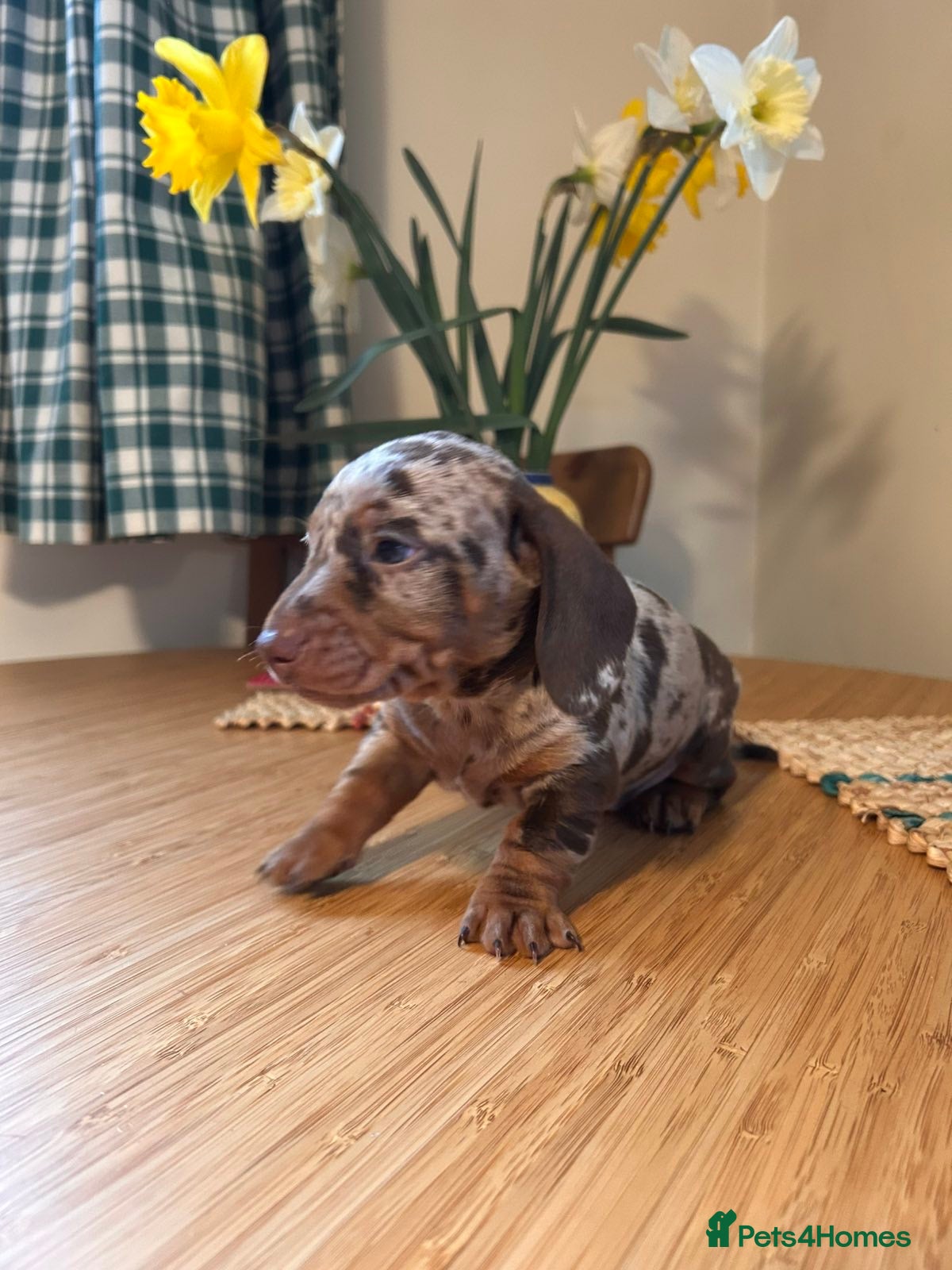 Miniature Dachshund dogs Puppy 2 - Napoleon - Advert 17