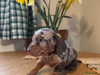 Miniature Dachshund dogs Puppy 2 - Napoleon - Advert 7