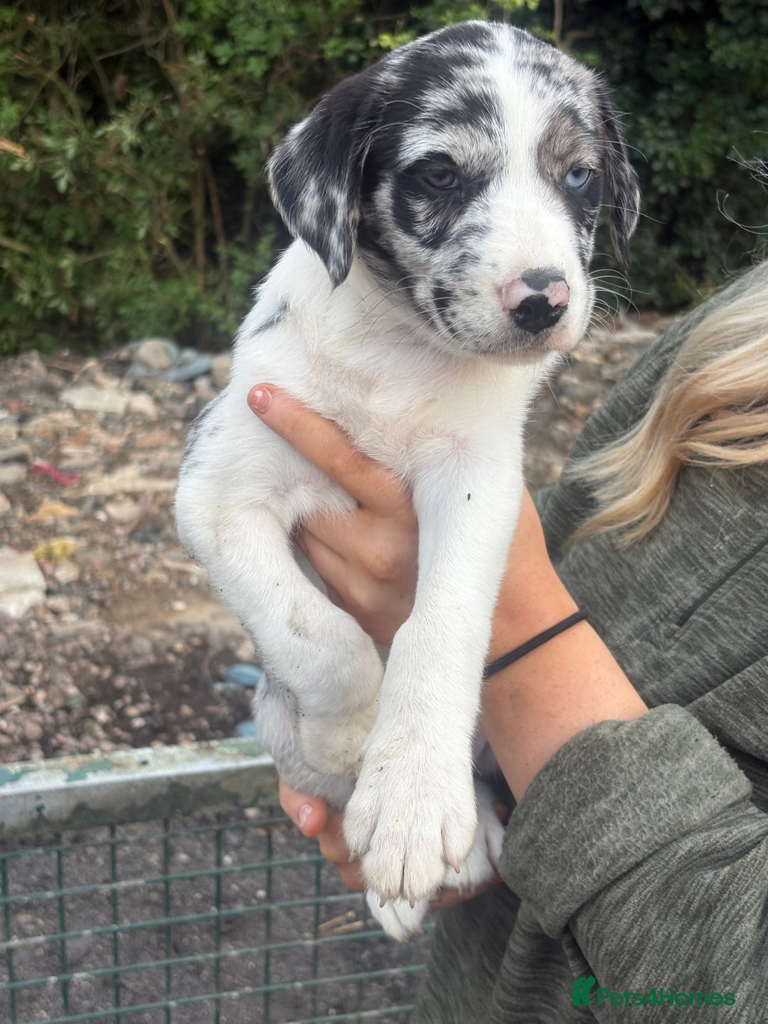 Mixed Breed dogs for sale: Collie x lab  - Image 9