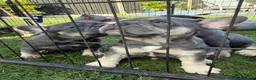 French Bulldog dogs for sale: Blue French bulldog puppies  - Advert 6
