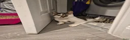 Mixed Breed cats for adoption: Young rescue tabby male looking for home in Hook - Advert 2
