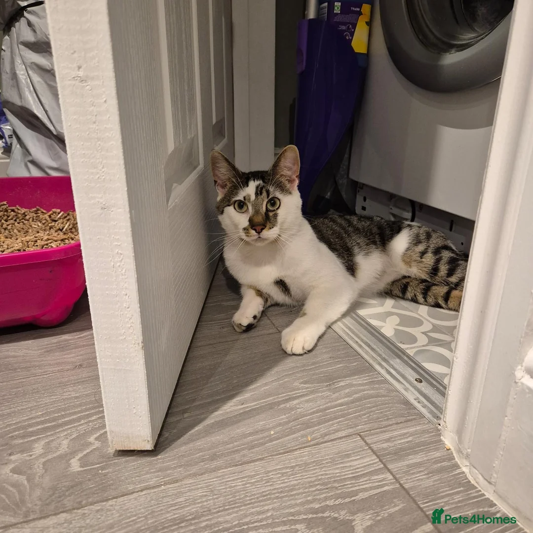 Mixed Breed cats for adoption: Young rescue tabby male looking for home in Hook - Advert 2